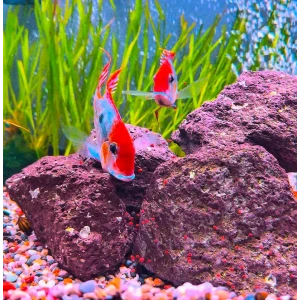 Geophagus sp. Tapajos RED HeadÇİFT