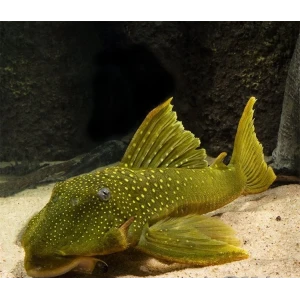 GREN PLECO (L200)