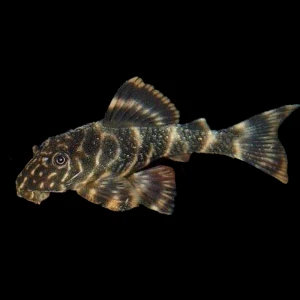 L103 clown pleco 6-7 CM ( 1 ADET )