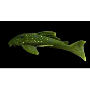 L200 GREEN PLECO 5 CM (1 ADET)