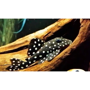 L201 BİG SPOT 2 ADET (7 CM)