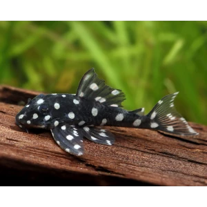 L201 PLECO hypancistrus inspector 9 CM(1 ADET)