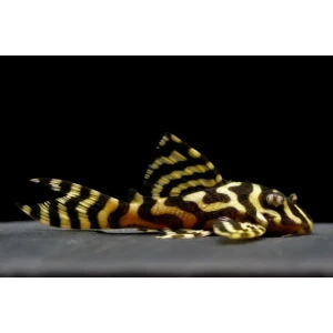 L333 PLECO GOLD 6 CM (1 ADET )