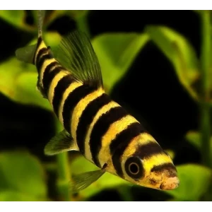 Leporinus 7-10 cm (2 adet)