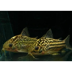 NAPOENSİS CORYDORAS XL ÇİFT (2 ADET)