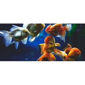 ORANDA 10 CM (4 ADET)