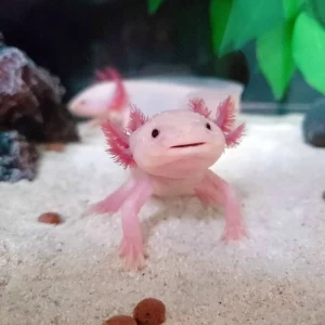 PEMBE AXOLOTL ( 5 CM )