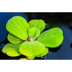 Pistia (Su marulu) 5-6 cm