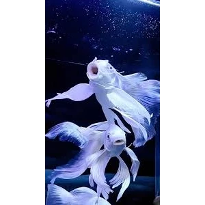 Platinum Butterfly Koi (1 ADET 20 CM)