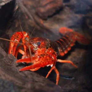 RED DEVİL KEREVİT (ÇİFT)