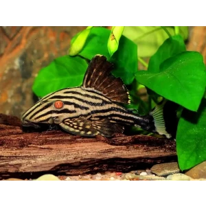 ROYAL PLECO (L190)