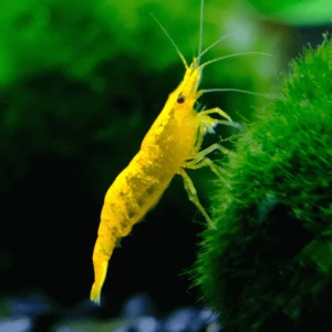 SARI ATEŞ NEON KARİDES (10 ADET 1 CM) KARGO DAHİL