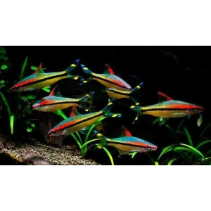 SHOW BOY DENİSONİ (3 ADET) 8-10 CM