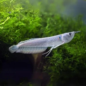 SİLWER AROWANA 20 CM