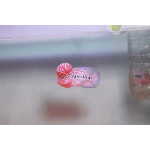 SRD FLOWER HORN 10 CM