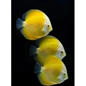 SÜPER YELLOW DİSCUS (2 ADET)
