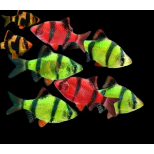 TETRAZON 9 ADET (3 RENK)