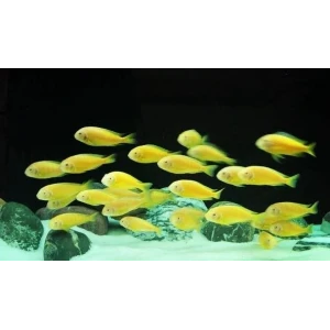 Tropheus Albino Kipili 5 ADET (7-9 cm)