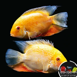 ÜREYEN GOLD SEVERYUM ÇİFT (15 CM)