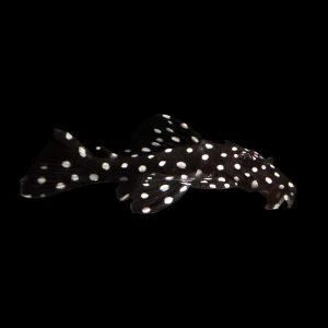 Vampire Pleco - L240 6-7 CM (1 ADET )