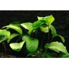 Anubias Barteri (4-5 YAPRAKLI)