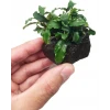 Bucephalandra Wavy Green Kütüklü ithal