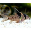 corydoras melanistius 6 CM ( 1 ADET )