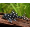 L201 PLECO hypancistrus inspector 9 CM(1 ADET)