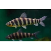 Leporinus 7-10 cm (2 adet)