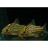 NAPOENSİS CORYDORAS XL ÇİFT (2 ADET)