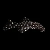 Vampire Pleco - L240 6-7 CM (1 ADET )