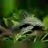 L190 ROYAL PLECO ÇİFT 16 CM ( 1 DİŞİ 1 ERKEK)