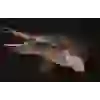ALLİGATOR TİMSAH BALIĞI 40 CM