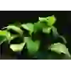Anubias Barteri (4-5 YAPRAKLI)