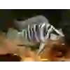 BLACK CALVUS ÇİFT