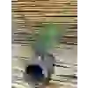 BORU GEÇİŞ BİTKİLİ
