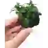 Bucephalandra Wavy Green Kütüklü ithal