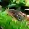 İTHAL CORYDORAS STERBAİ ÇİFT (SHOW BOY) ÜCRETSİZ KARGO