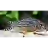 İTHAL CORYDORAS STERBAİ ÇİFT (SHOW BOY) ÜCRETSİZ KARGO