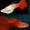 Full Red High Dorsal Guppy (6 ADET)