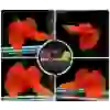 Full Red High Dorsal Guppy (6 ADET)
