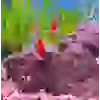 Geophagus sp. Tapajos RED HeadÇİFT