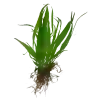 JAVA FERN 1 KÖK (3-4 YAPRAK)