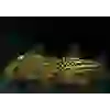 NAPOENSİS CORYDORAS XL ÇİFT (2 ADET)