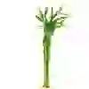 ŞANS BAMBUSU 40 CM (1 ADET)