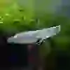 SİLWER AROWANA 20 CM