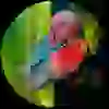 SR DRAGON FLOWER HORN İTHAL(YEM HEDİYELİ KARGO ÜCRETSİZ)