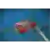 SRD FLOWER HORN 10 CM