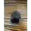 VATOZ YUVASI SİYAH
