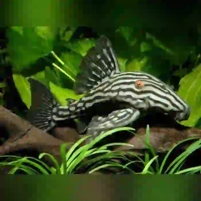 L190 ROYAL PLECO ÇİFT 16 CM ( 1 DİŞİ 1 ERKEK)